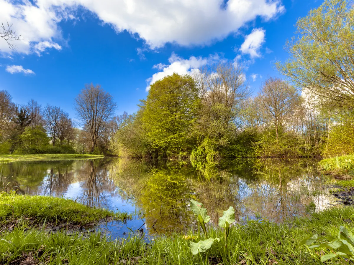 nature. Trees and a lake.